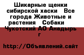 Шикарные щенки сибирской хаски - Все города Животные и растения » Собаки   . Чукотский АО,Анадырь г.